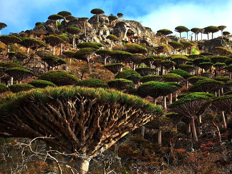 Деревья на острове Сокотра